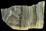 Triassic Aged Stromatolite Fossil - England #130933-1